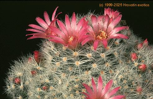 Mammillaria glassii ssp glassii