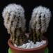 Mammillaria gracilis MOP