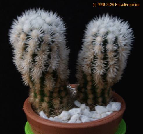 Mammillaria gracilis MOP