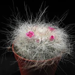 Mammillaria hahniana