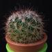Mammillaria hamata MOP