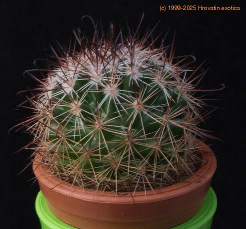 Mammillaria hamata MOP