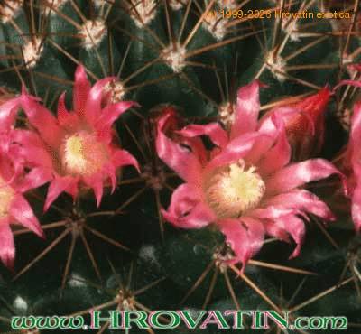 Mammillaria heeriana 191