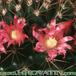 Mammillaria heeriana 191