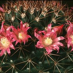 Mammillaria heeriana