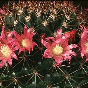 Mammillaria heeriana