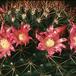 Mammillaria heeriana SIf