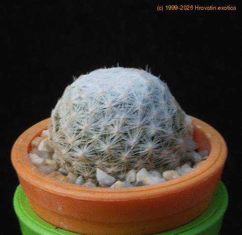 Mammillaria humboldtii MOP