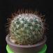 Mammillaria krasuckae MOP