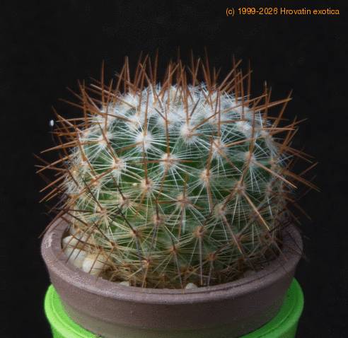 Mammillaria krasuckae MOP