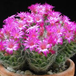 Mammillaria laui