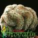 Mammillaria laui cristata 480