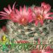 Mammillaria laui flower 190