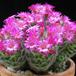Mammillaria laui new