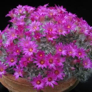 Mammillaria laui v. dasyacantha