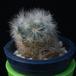 Mammillaria lauii MOP