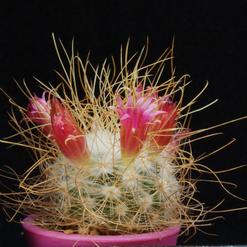 Mammillaria leptacantha