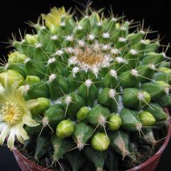Mammillaria marksiana