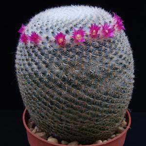 Mammillaria martinezii