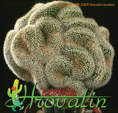 Mammillaria matudae cristata 508