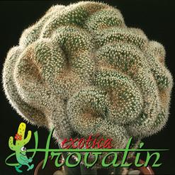 Mammillaria matudae