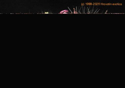 Mammillaria microhelia 1