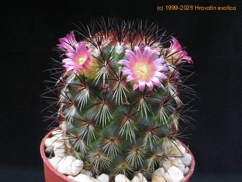 Mammillaria microhelia 5