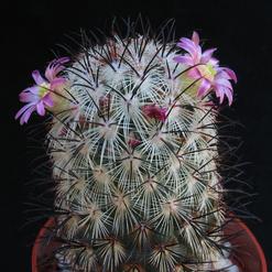 Mammillaria microhelia