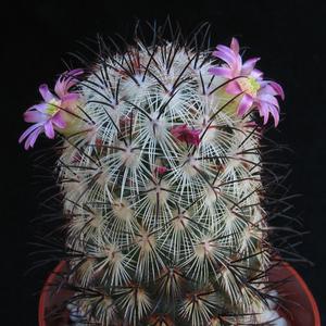 Mammillaria microhelia