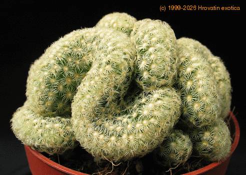 Mammillaria microhelia f. cristata 2