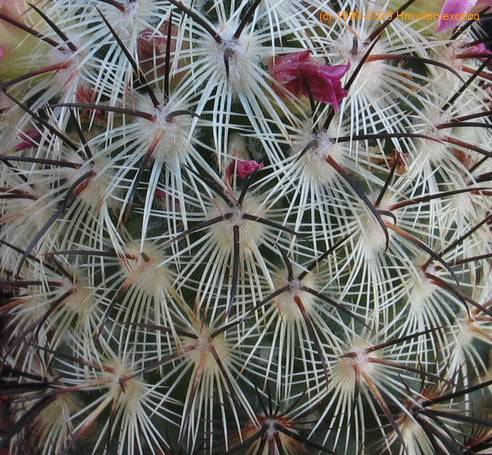 Mammillaria microhelia SIt