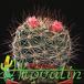 Mammillaria morcusiana hybrid 465