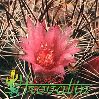 Mammillaria morcusiana hybrid flower 466