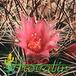 Mammillaria morcusiana hybrid flower 466