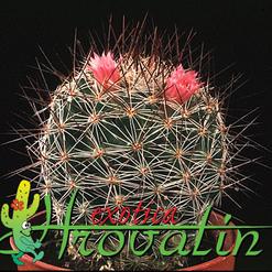 Mammillaria morcusiana hybrid