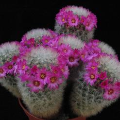 Mammillaria nazasensis v. roseiflora