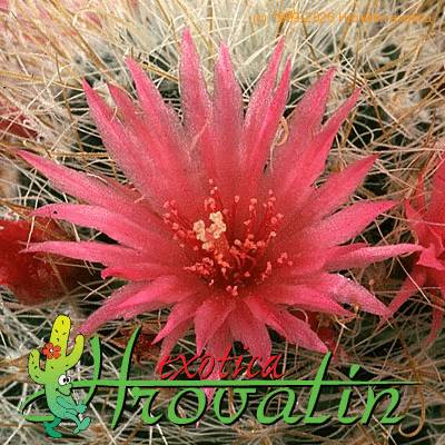 Mammillaria nazasensis v roseiflora flower 455