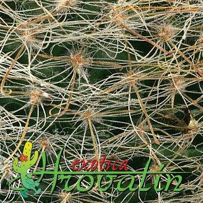 Mammillaria nazasensis v roseiflora thorn 456