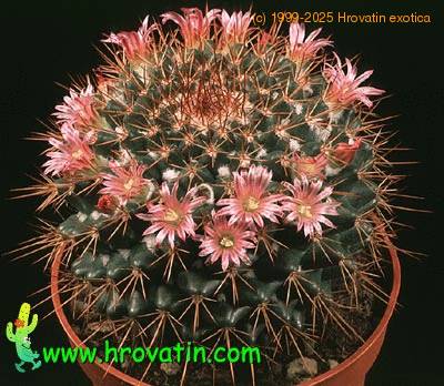 Mammillaria pettersonii 644