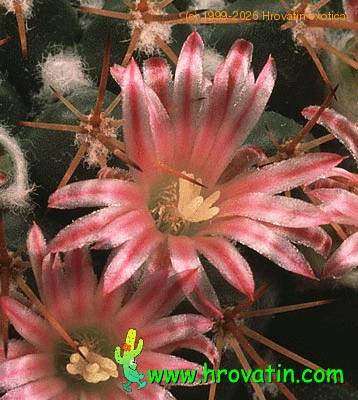 Mammillaria pettersonii flower 645