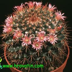 Mammillaria pettersonii