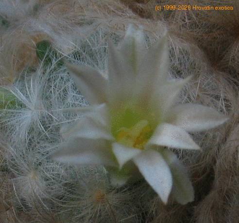 Mammillaria plumosa 2