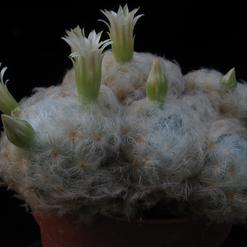 Mammillaria plumosa