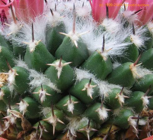 Mammillaria priesnitzii 1