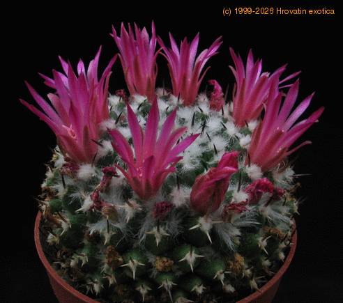 Mammillaria priesnitzii 3