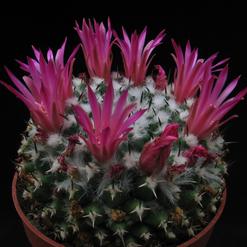 Mammillaria priessnitzii