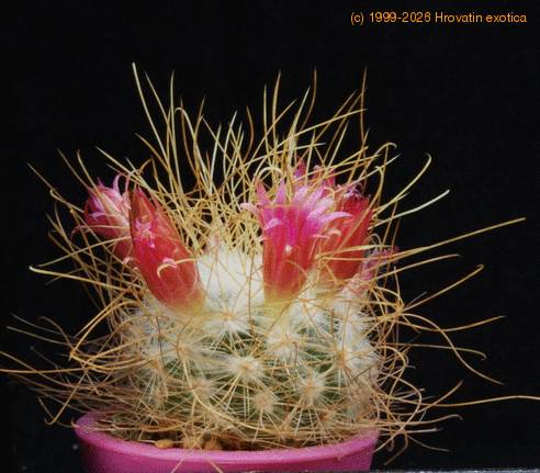 Mammillaria rekoi leptacantha BM3