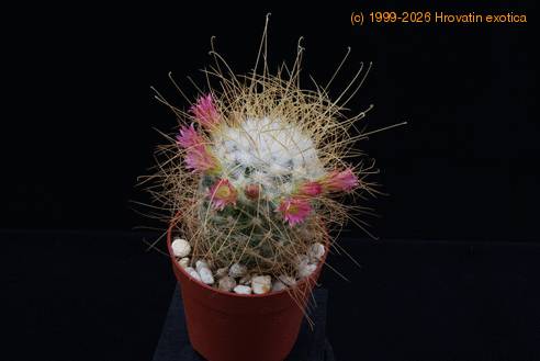 Mammillaria rekoi leptacantha BM5
