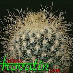 Mammillaria rekoi subsp. aureispina
