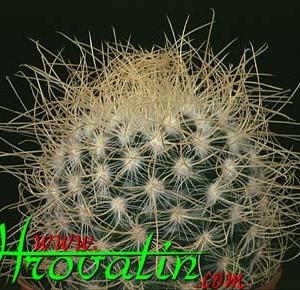 Mammillaria rekoi subsp. aureispina